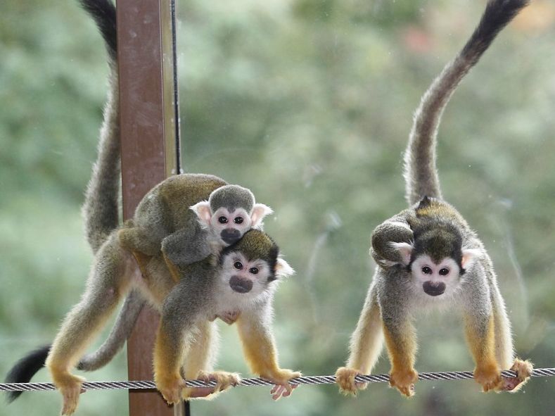 Gruppenticket-Gutschein für Kinder - Image