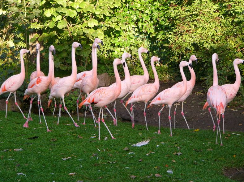 Gruppenticket-Gutschein für Erwachsene - Image