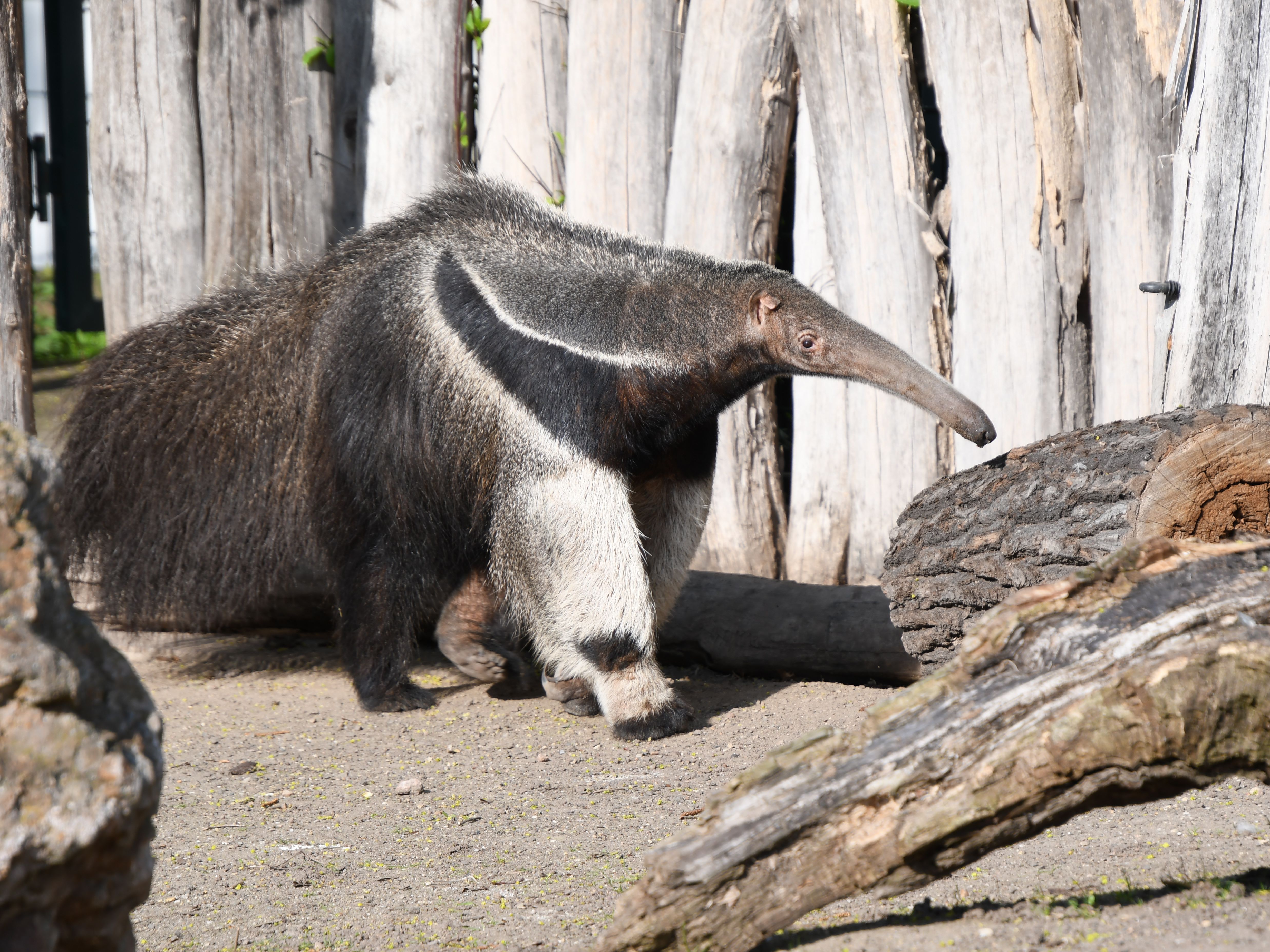 Gutschein - Lieblingstierbesuch Ameisenbär (20 min) - Image