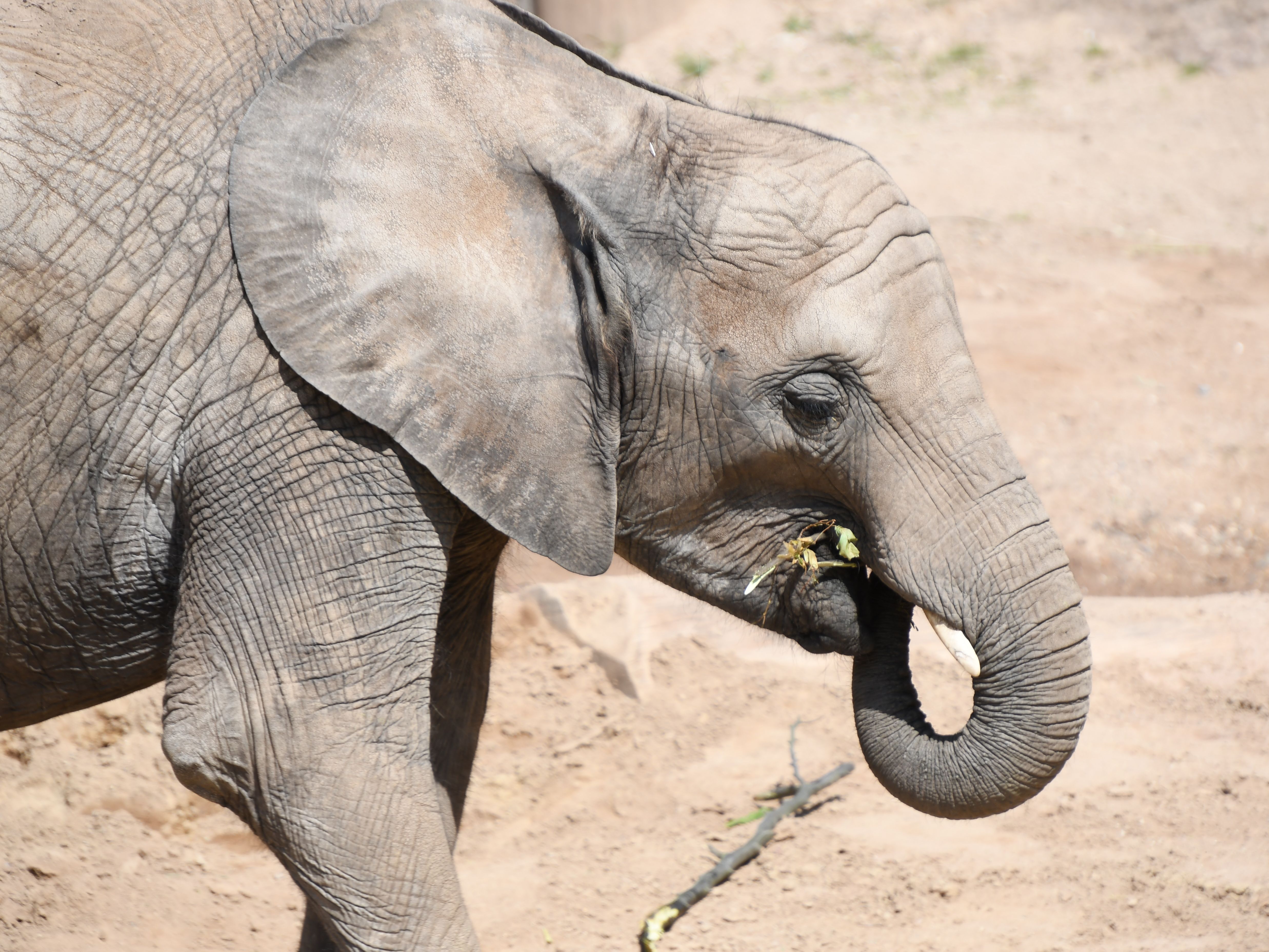 Gutschein - Lieblingstierbesuch Elefant (20 min) - Image