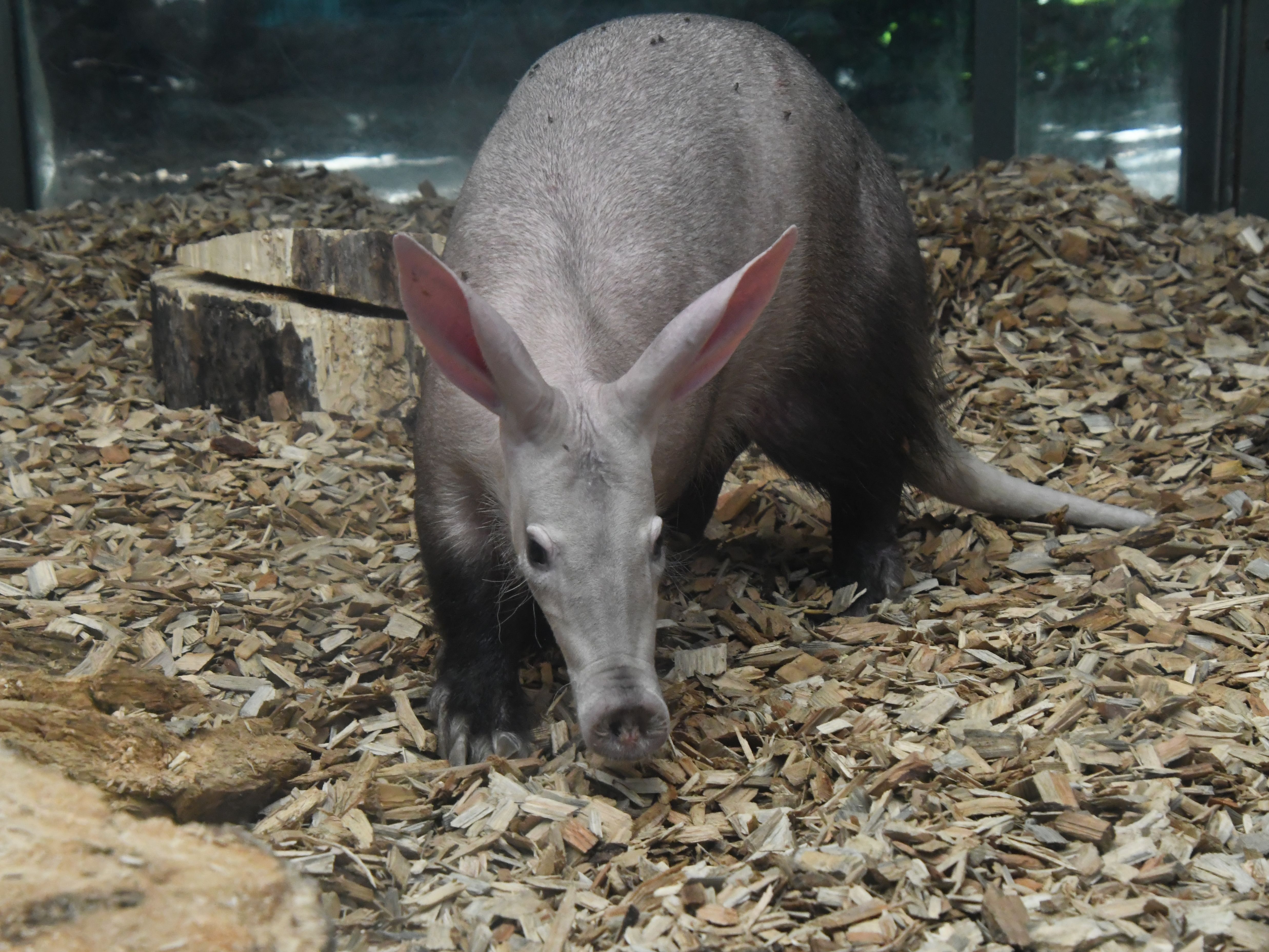 Gutschein - Lieblingstierbesuch Erdferkel (20 min) - Image