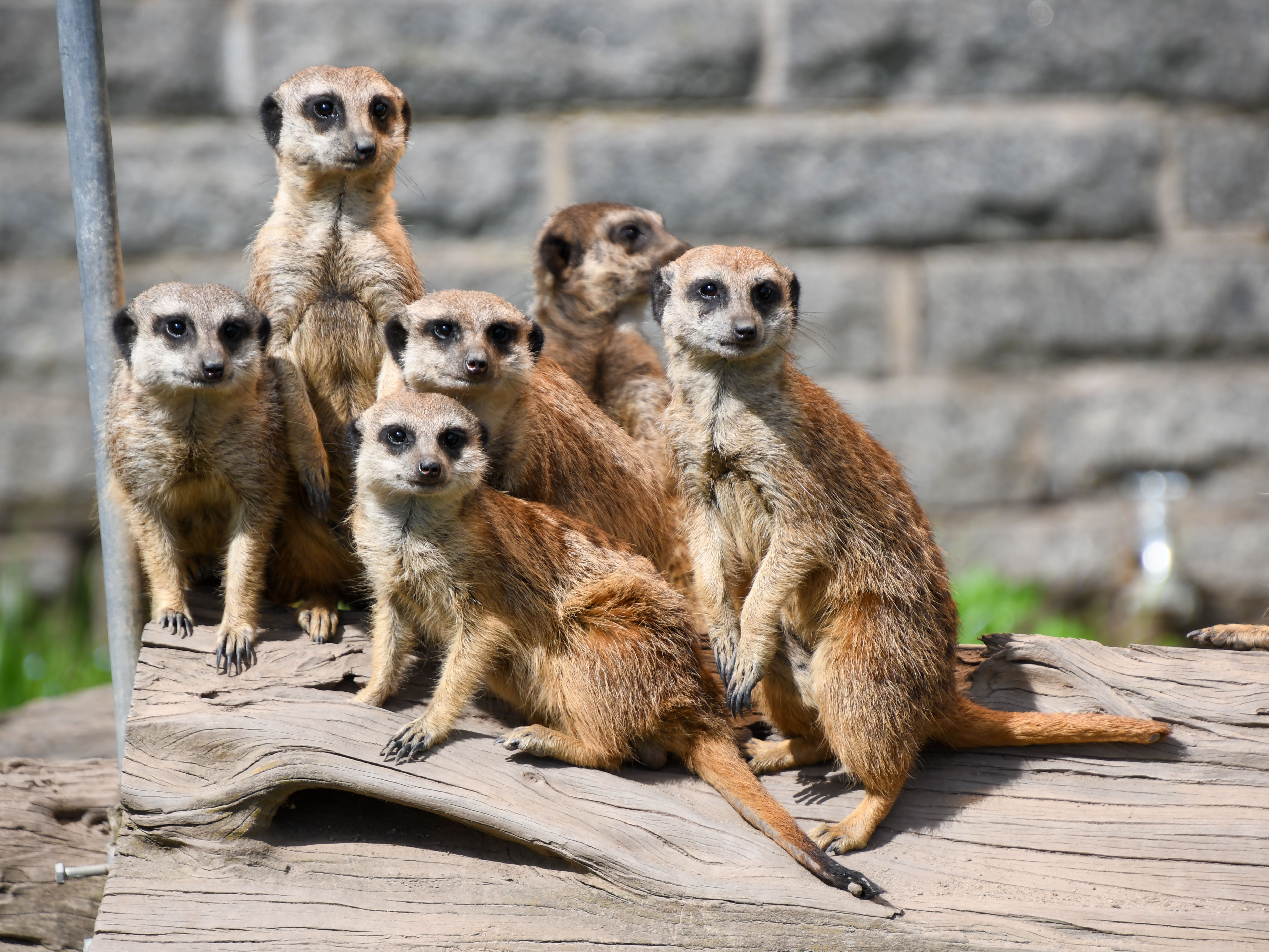 Gutschein - Lieblingstierbesuch Erdmännchen (20 min) - Image
