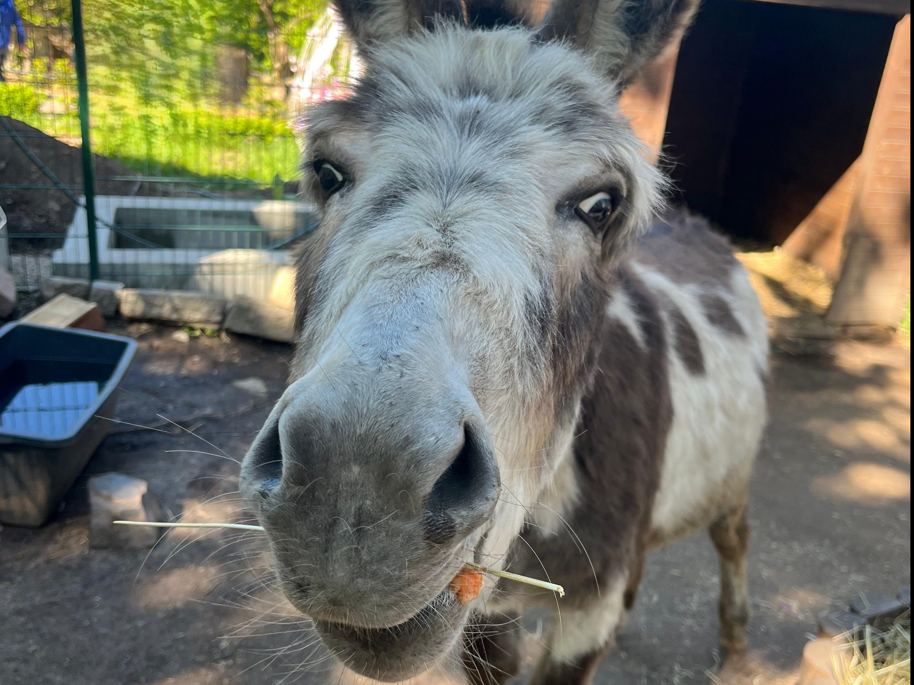 Gutschein - Lieblingstierbesuch Esel (45 min) - Image