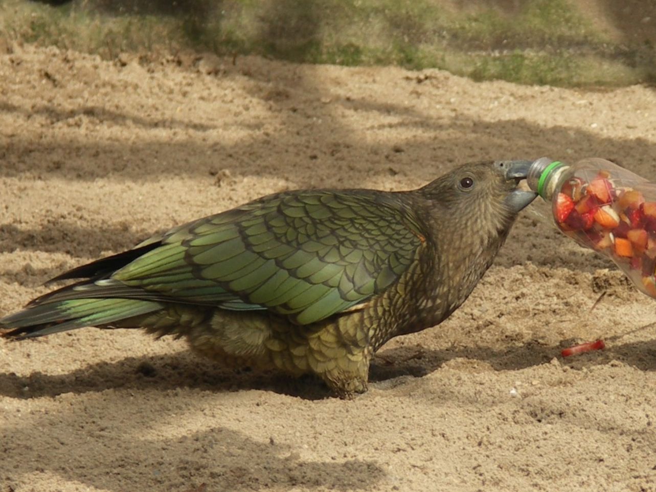 Gutschein - Lieblingstierbesuch Kea (20 min) - Image