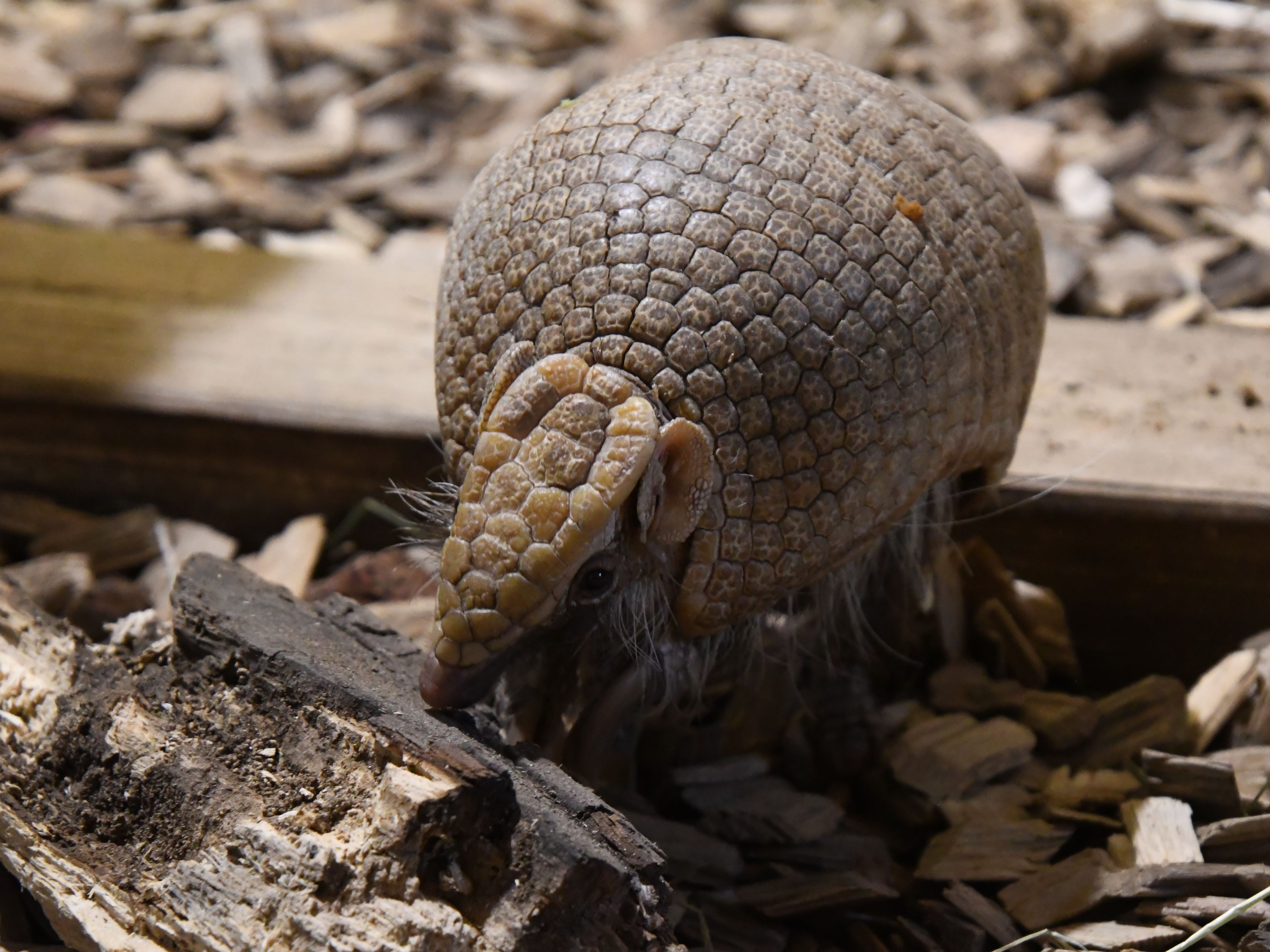 Gutschein - Lieblingstierbesuch Kugelgürteltier (20 min) - Image