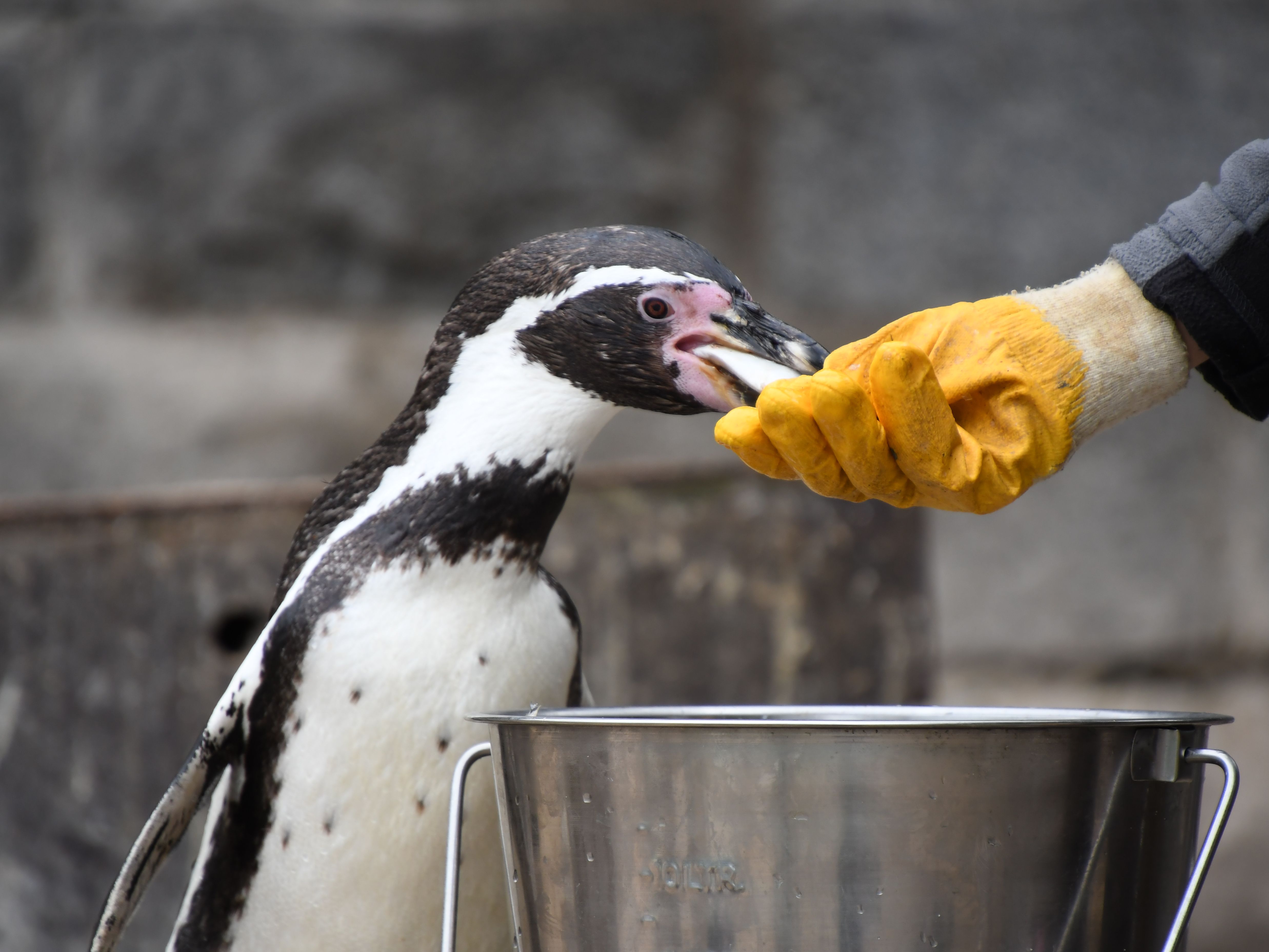 Gutschein - Lieblingstierbesuch Pinguin (20 min) - Image