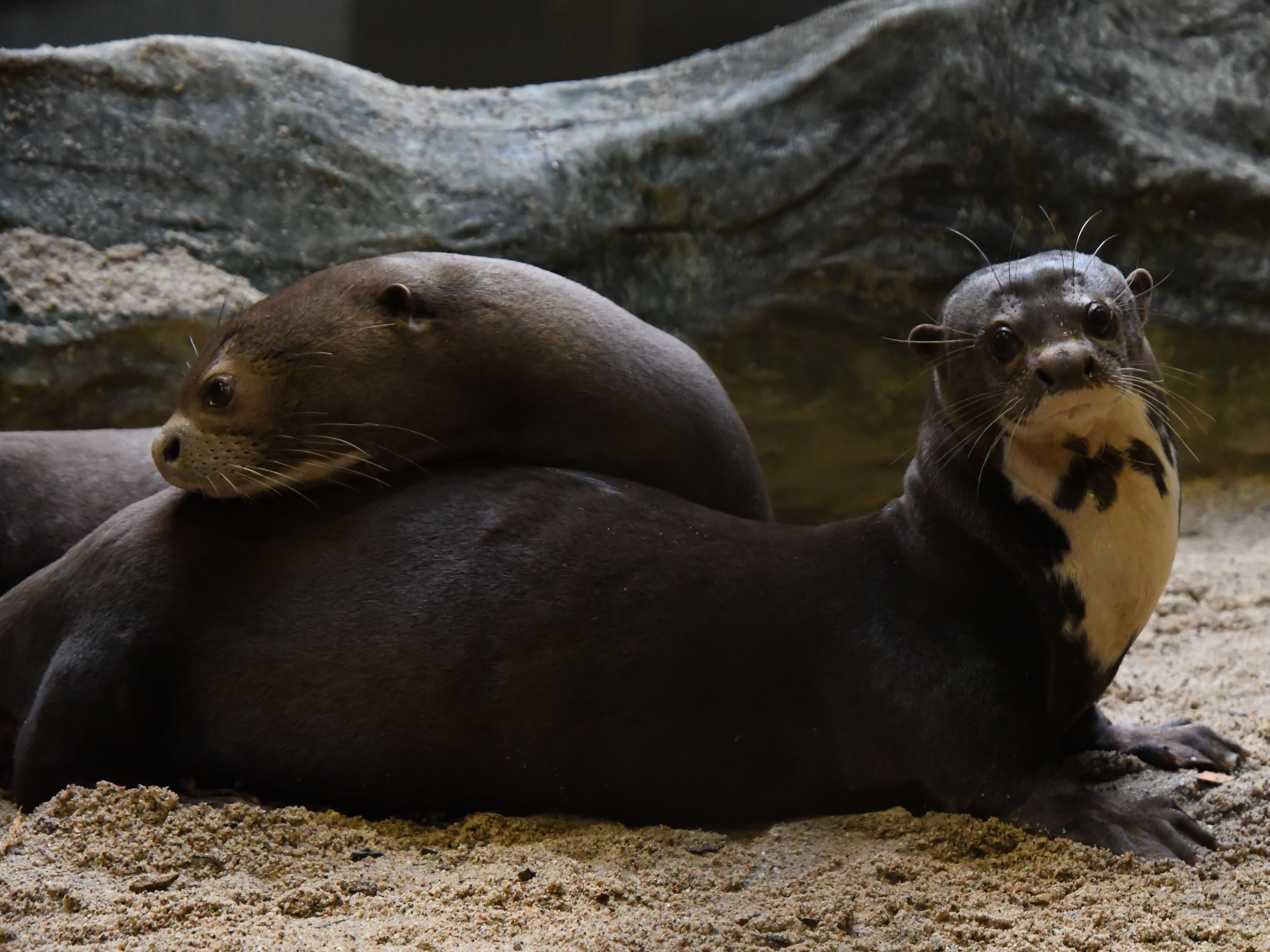 Gutschein - Lieblingstierbesuch Riesenotter (20 min) - Image