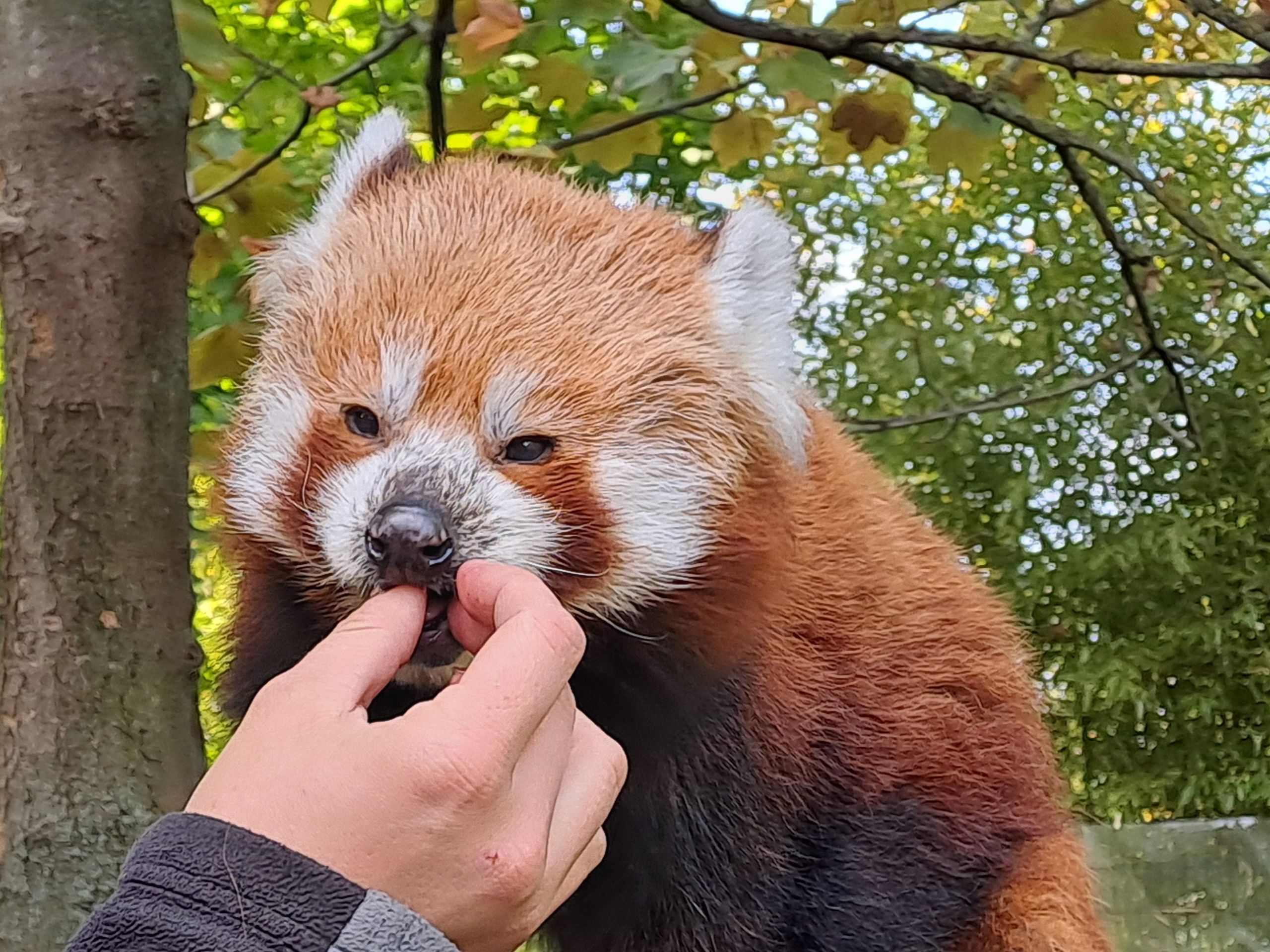 Gutschein - Lieblingstierbesuch Roter Panda (20 min) - Image