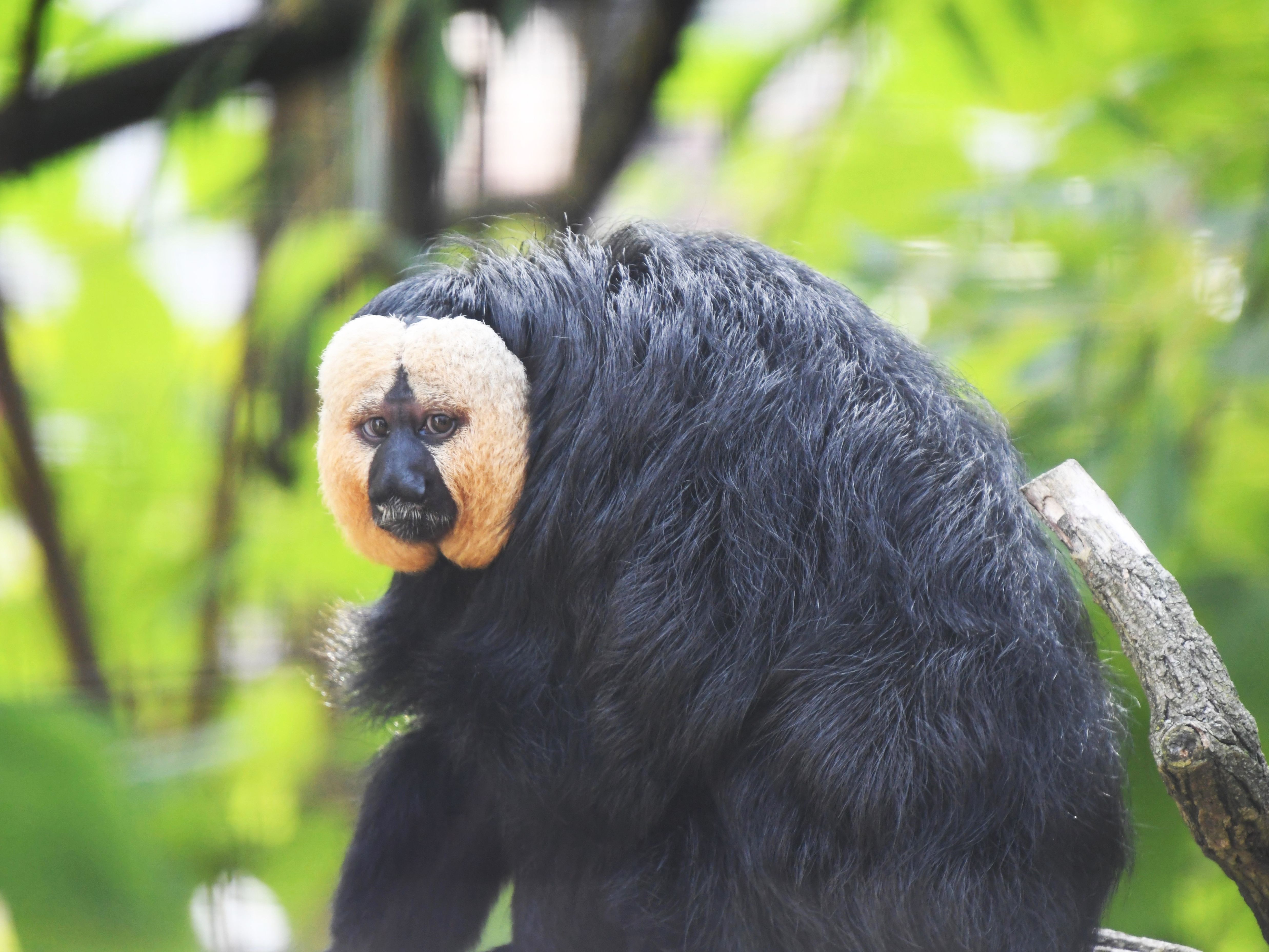 Gutschein - Lieblingstierbesuch Weißkopfsaki (20 min) - Image