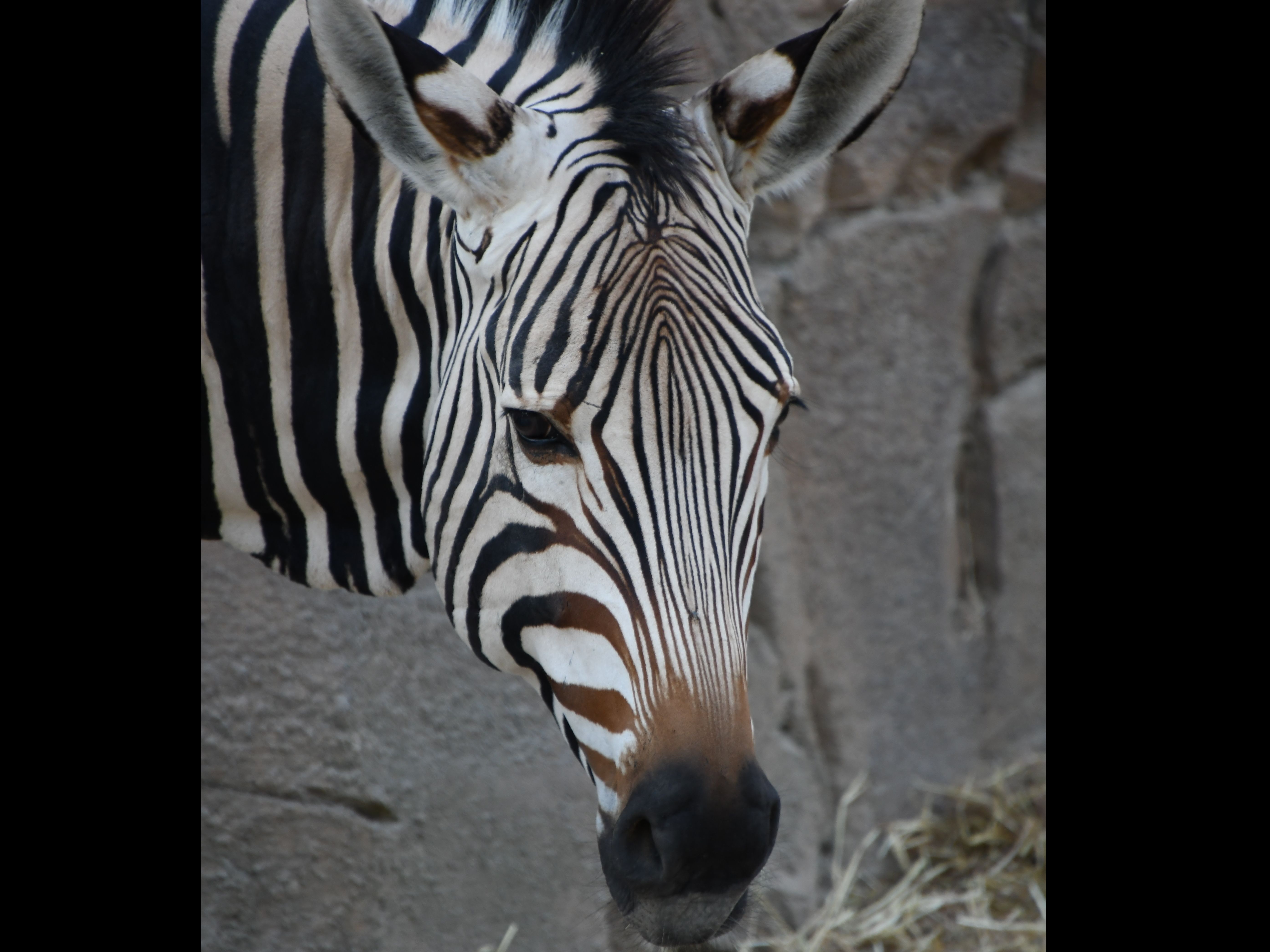 Gutschein - Lieblingstierbesuch Zebra (20 min) - Image