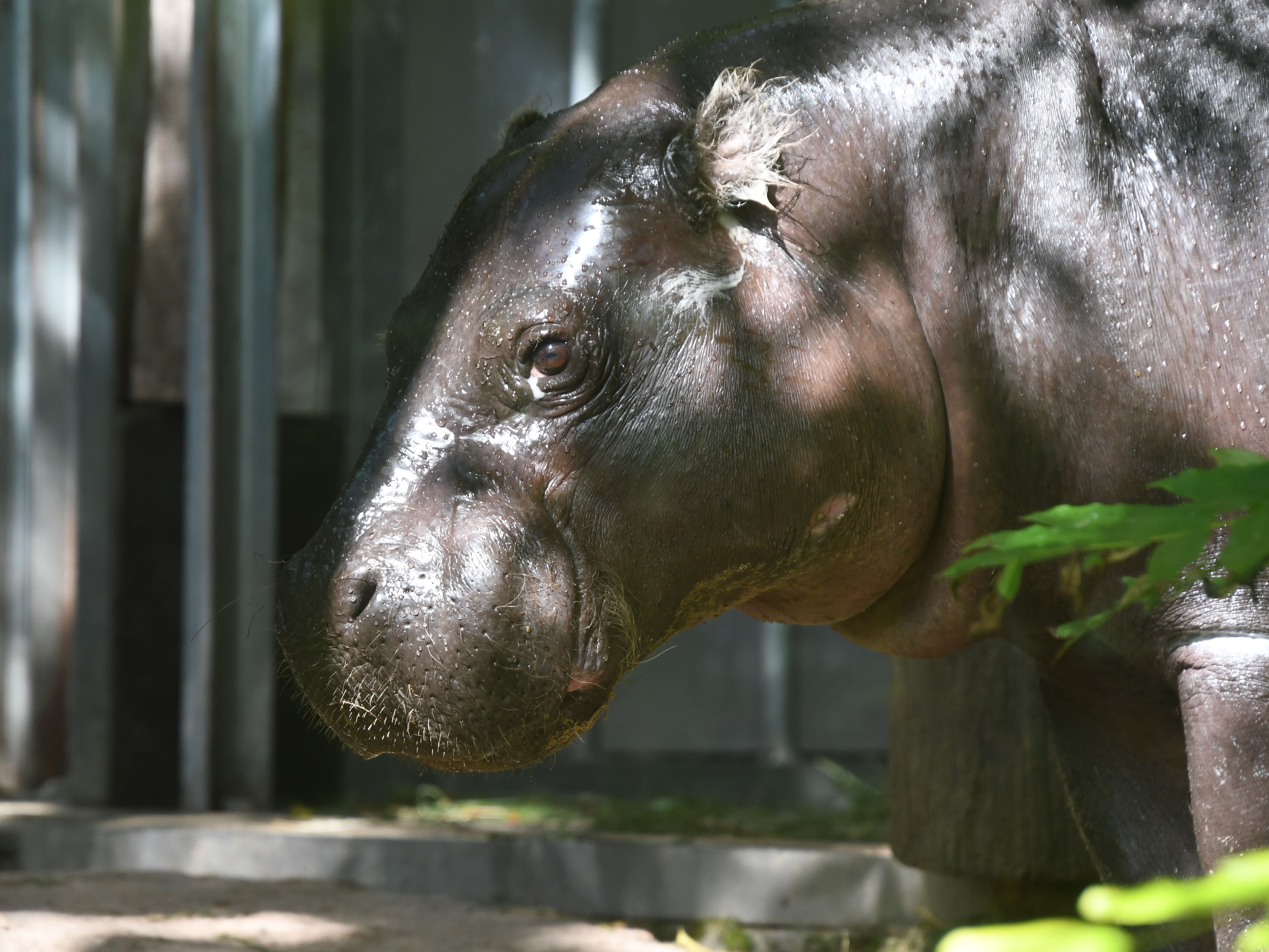 Gutschein - Lieblingstierbesuch Zwergflusspferd (20 min) - Image
