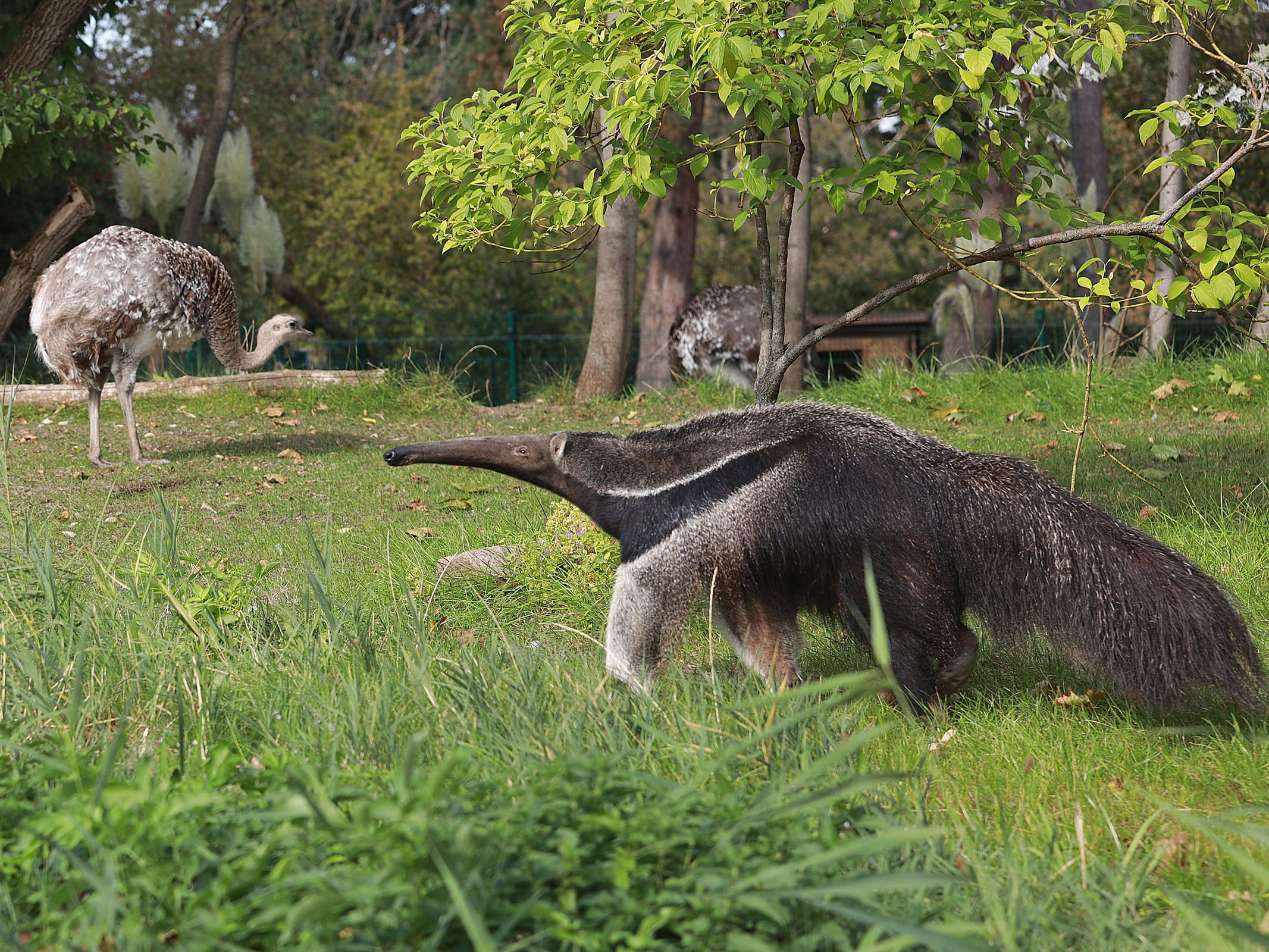 Gutschein - Tierpfleger auf Zeit – Ameisenbäranlage (150 min) - Image