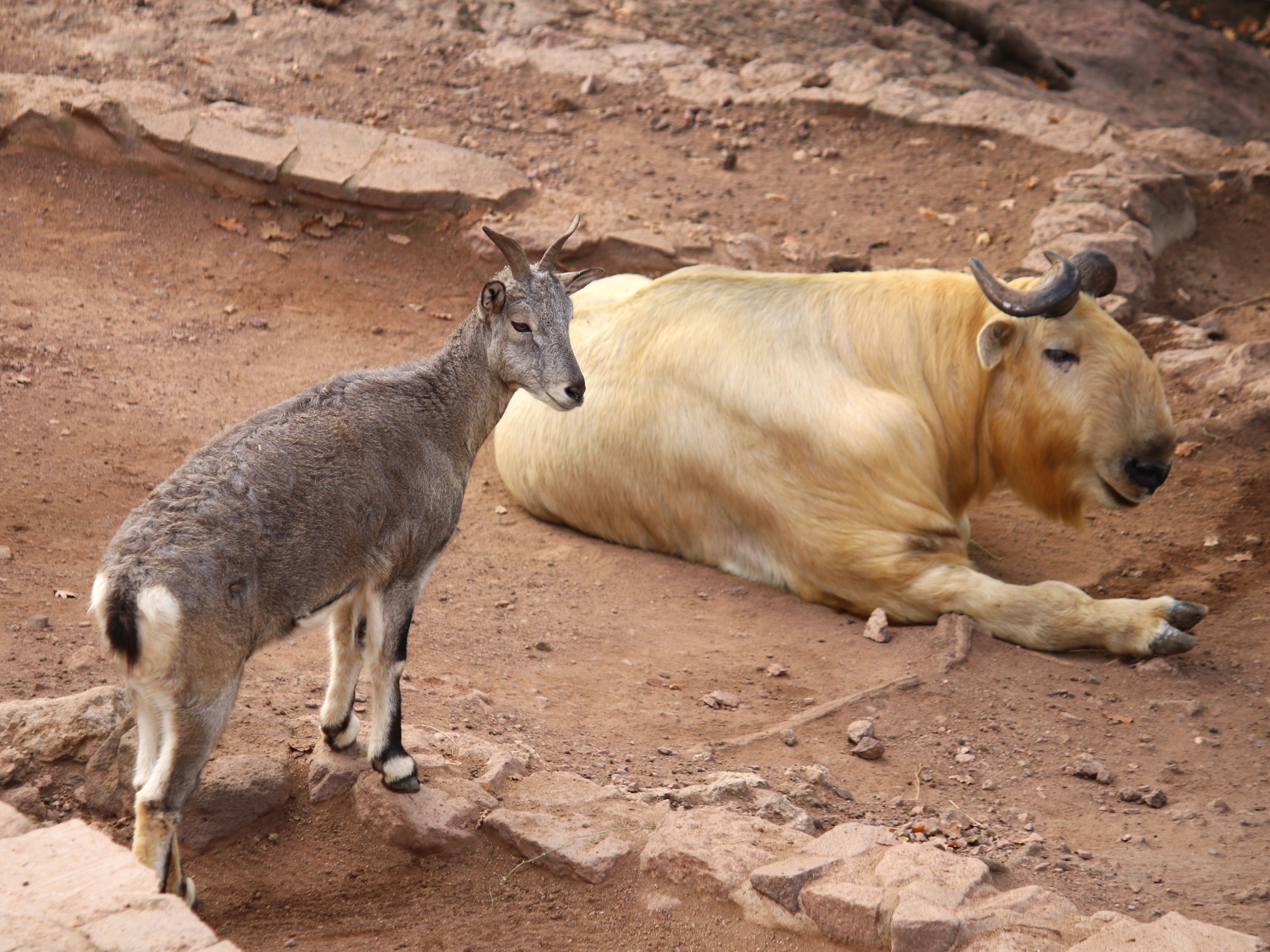 Gutschein - Tierpfleger auf Zeit – Bergtiere (150 min) - Image