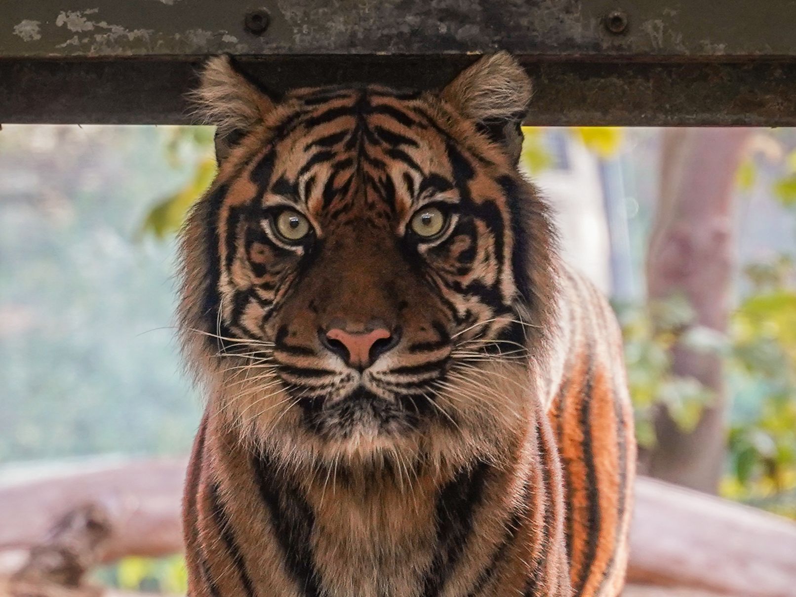Gutschein - Tierpfleger auf Zeit – Großkatzenhaus (150 min) - Image