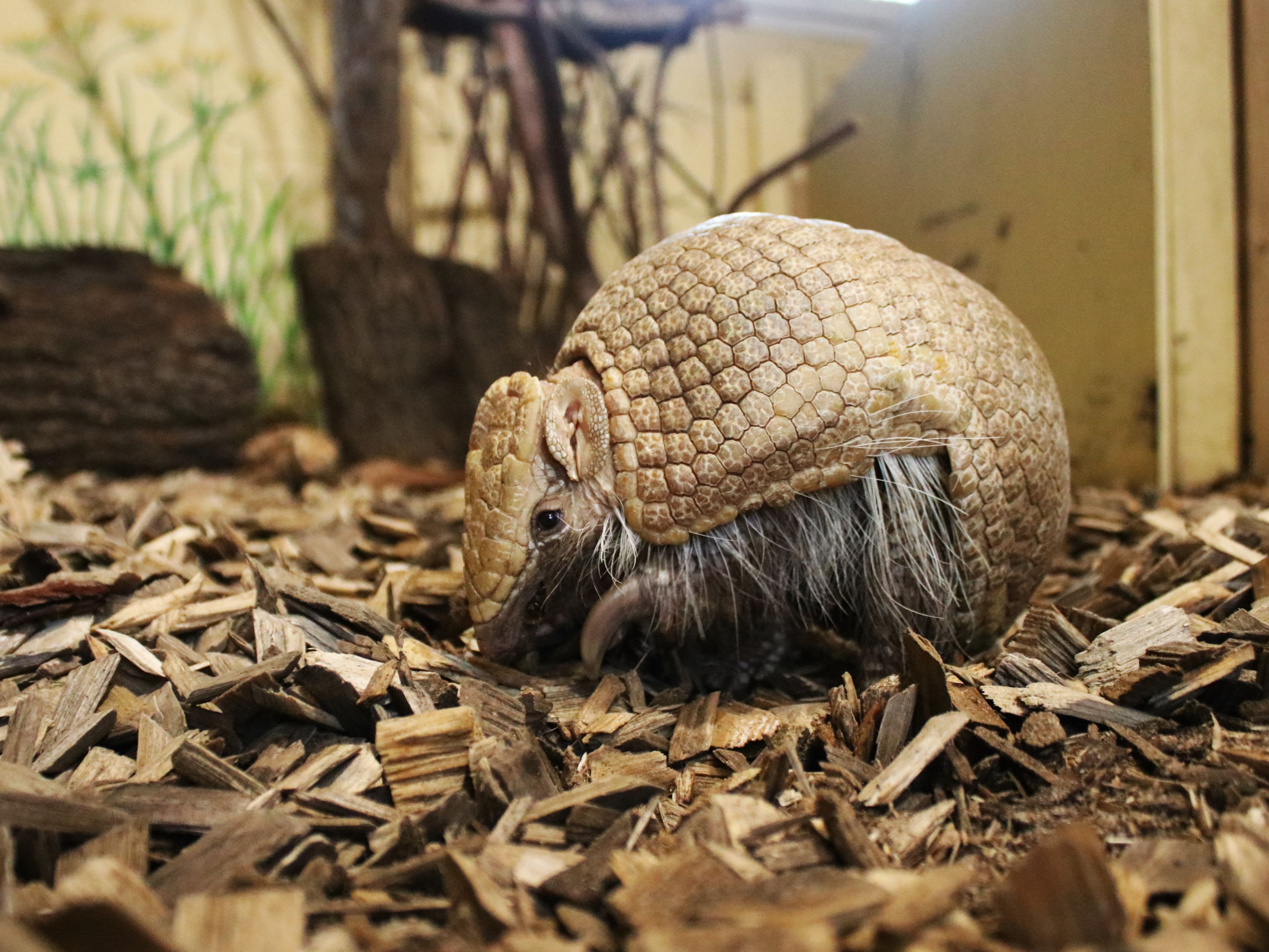 Gutschein - Tierpfleger auf Zeit – Kleintierhaus (150 min) - Image