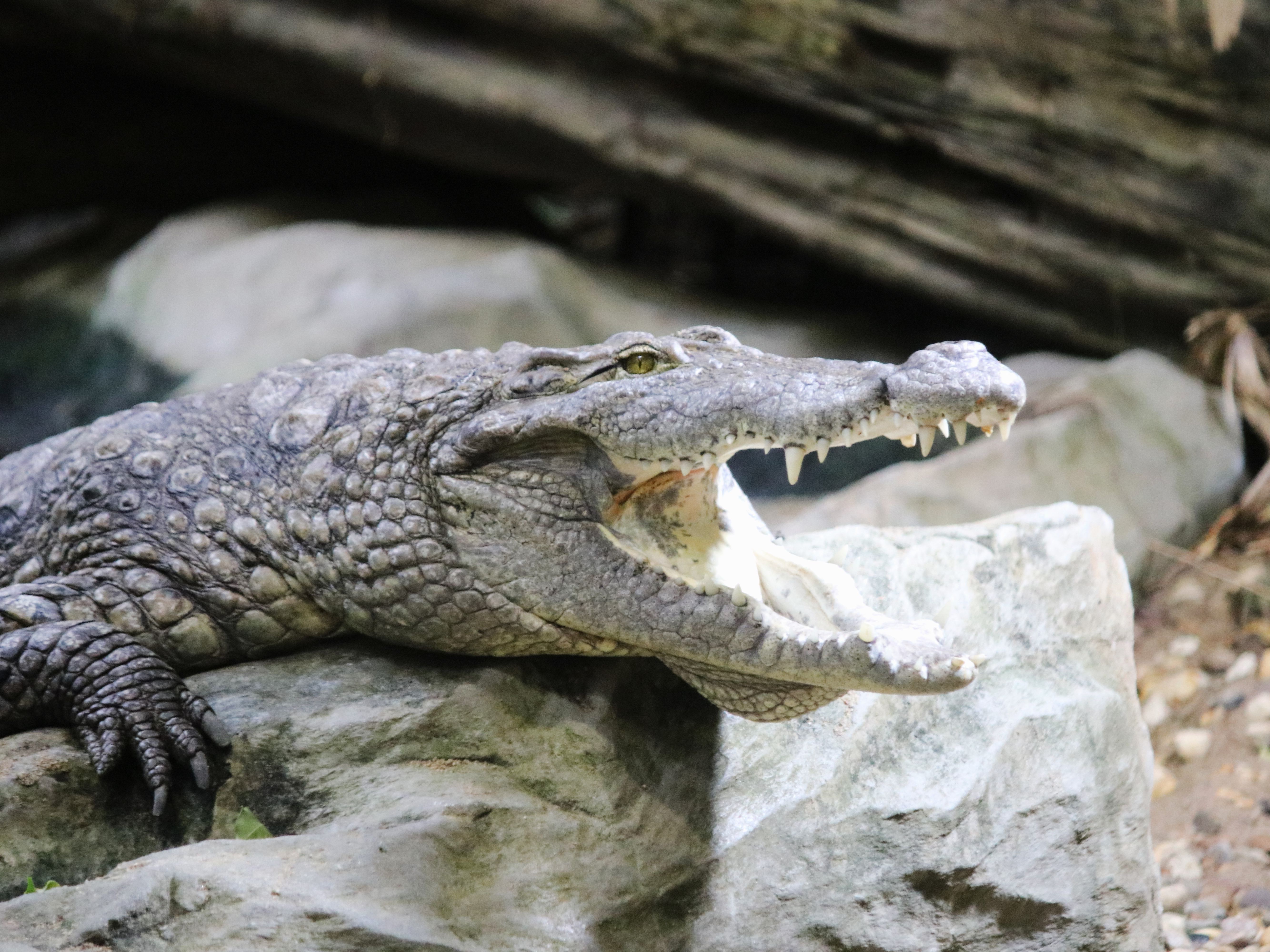 Gutschein - Tierpfleger auf Zeit – Krokodilhaus (150 min) - Image