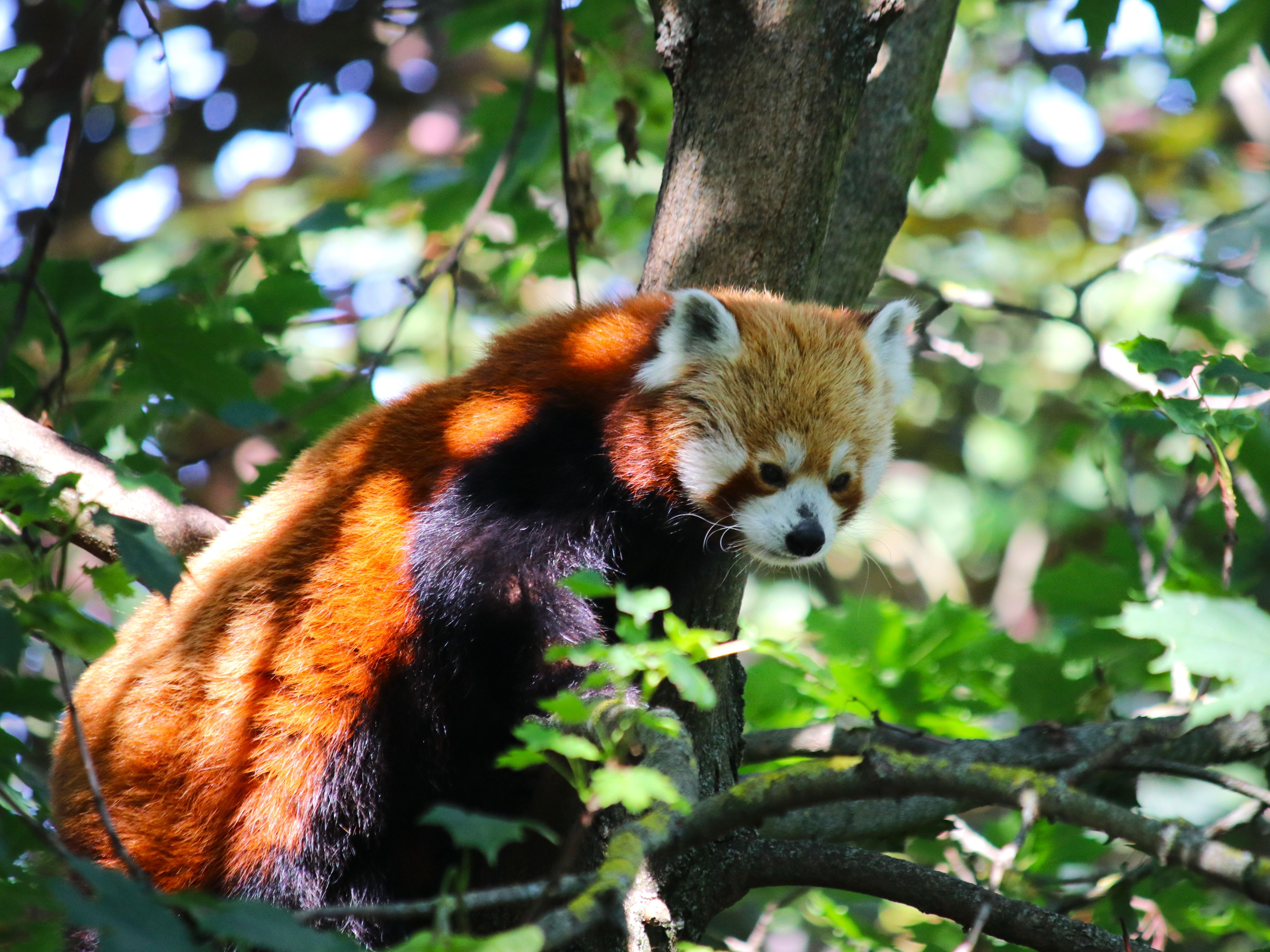 Gutschein - Tierpfleger auf Zeit – Pandaanlage (150 min) - Image