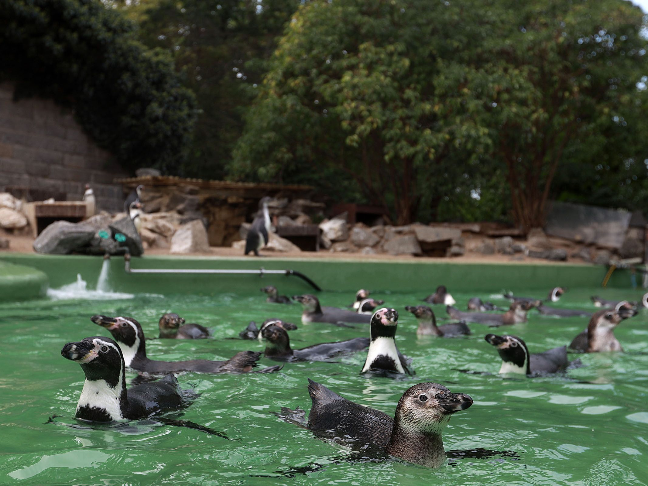 Gutschein - Tierpfleger auf Zeit – Pinguine Runde 1 (150 min) - Image