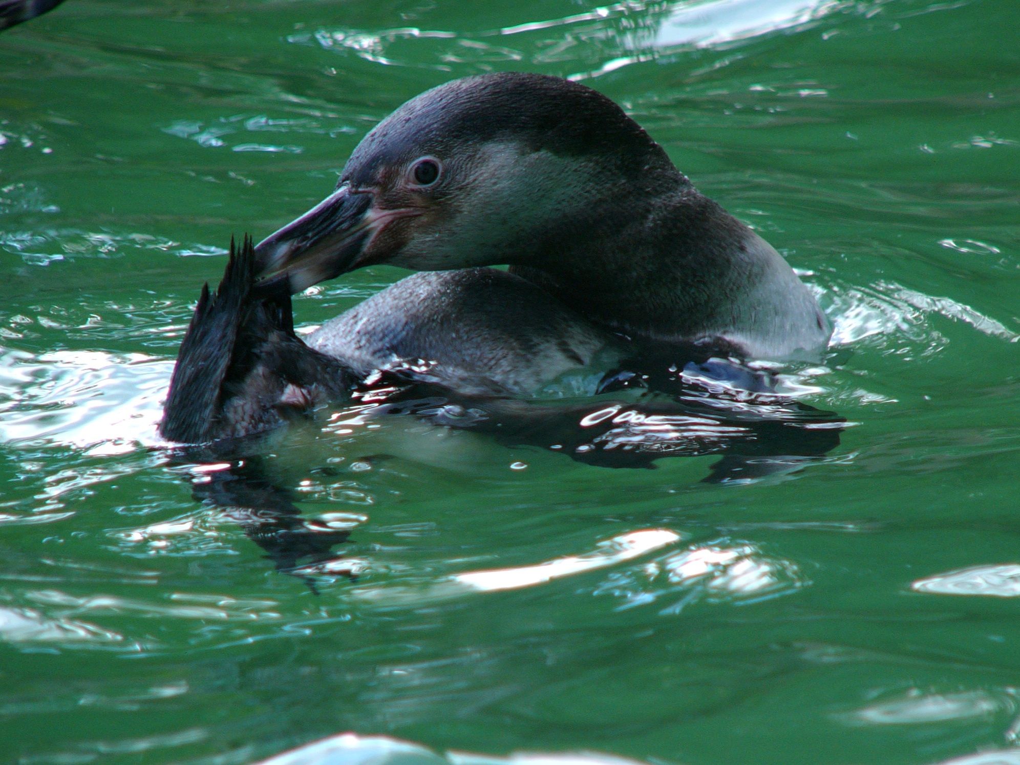 Gutschein - Tierpfleger auf Zeit – Pinguine Runde 2 (150 min) - Image