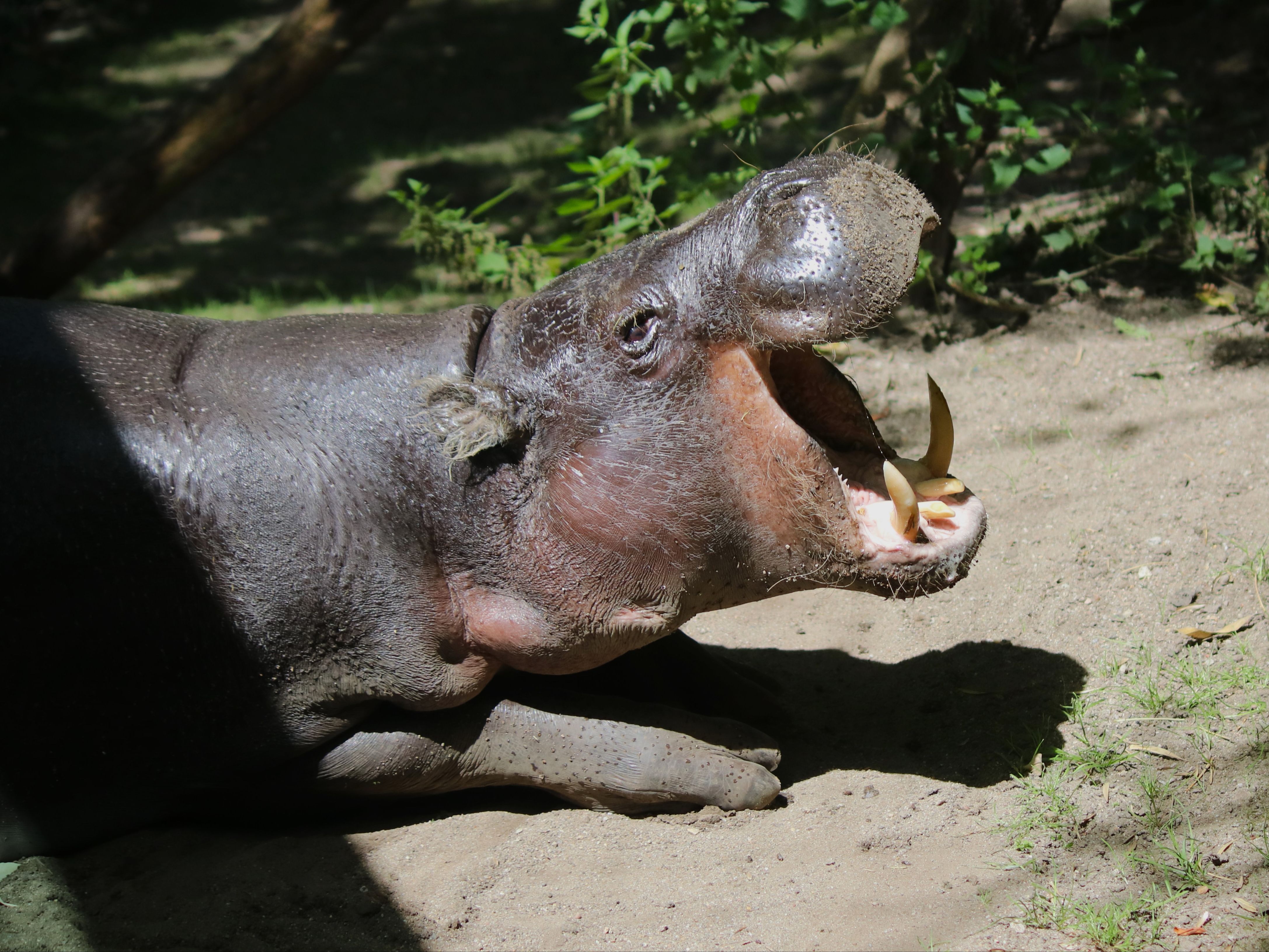 Gutschein - Tierpfleger auf Zeit – Regenwaldhaus (150 min) - Image