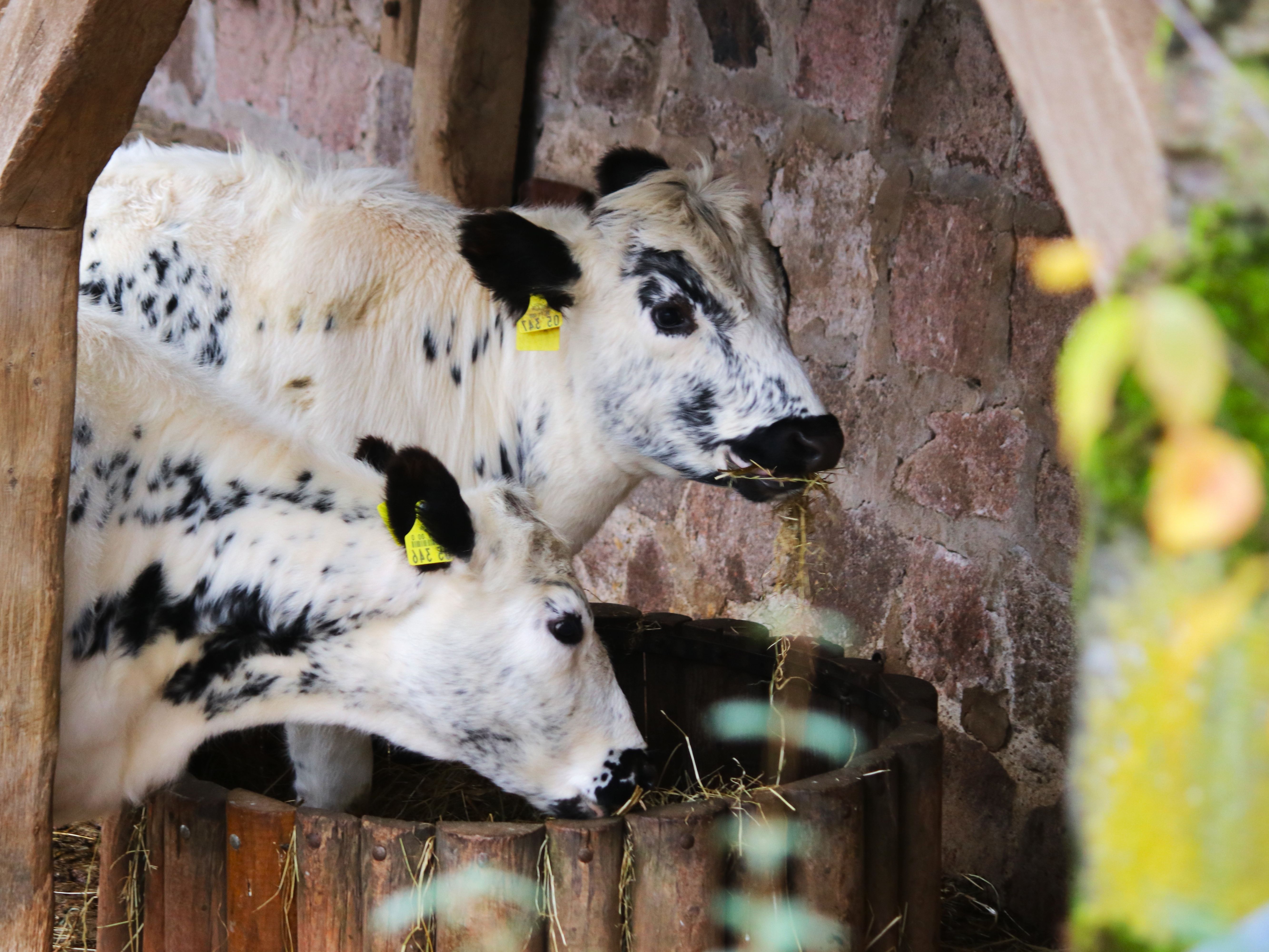 Gutschein - Tierpfleger auf Zeit – Reilsalm (150 min) - Image