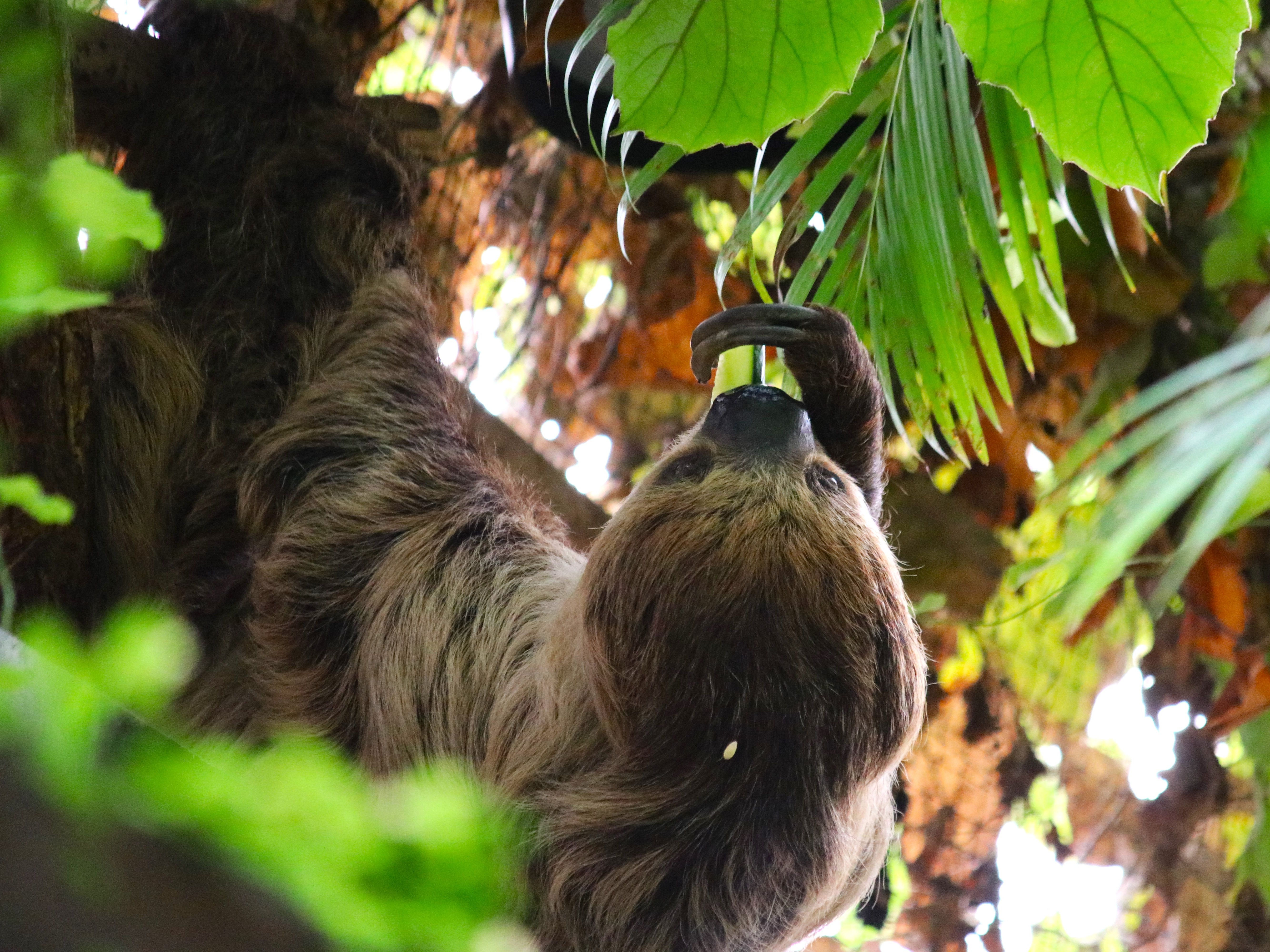 Gutschein - Tierpfleger auf Zeit – Schimpansenhaus (150 min) - Image
